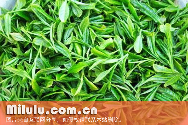 天山绿茶的栽培技术