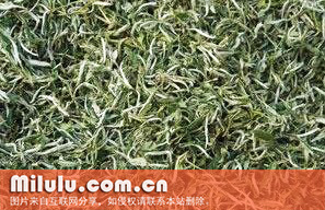 黄竹白毫的品质特征