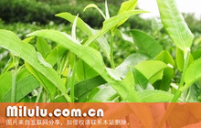 隆中茶图片