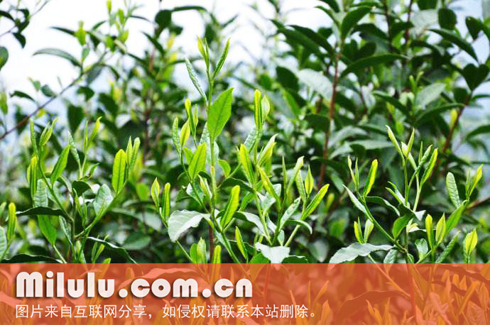 龙岩斜背茶中文名