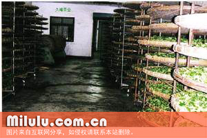 化佛茶图片