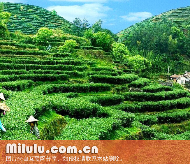清溪玉芽图片