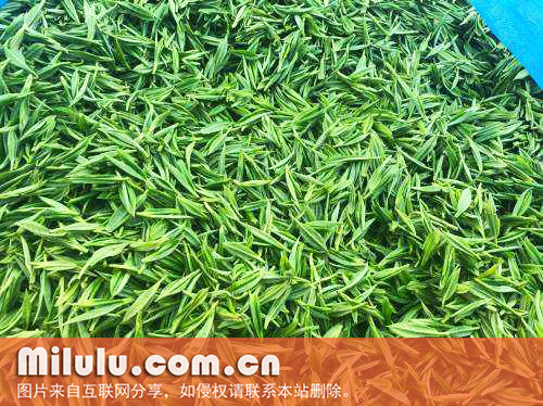 保靖黄金茶图片
