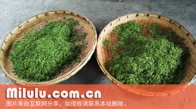 保靖黄金茶图片