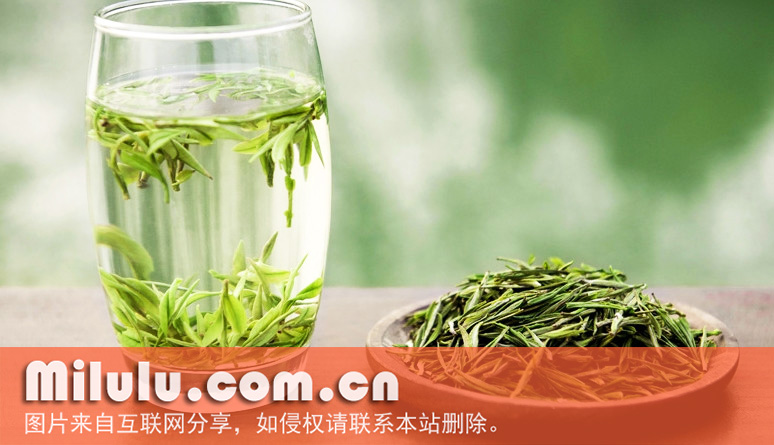 安吉白茶图片