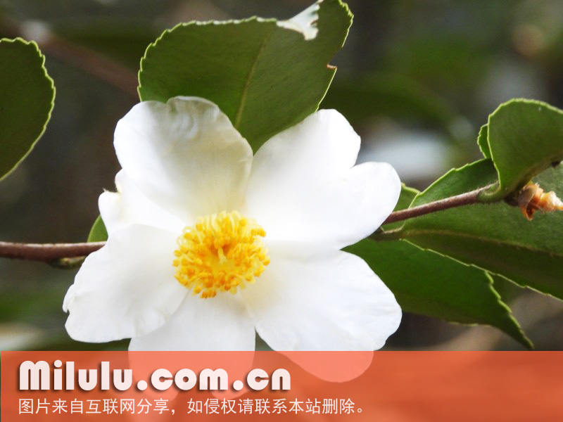 油茶的花