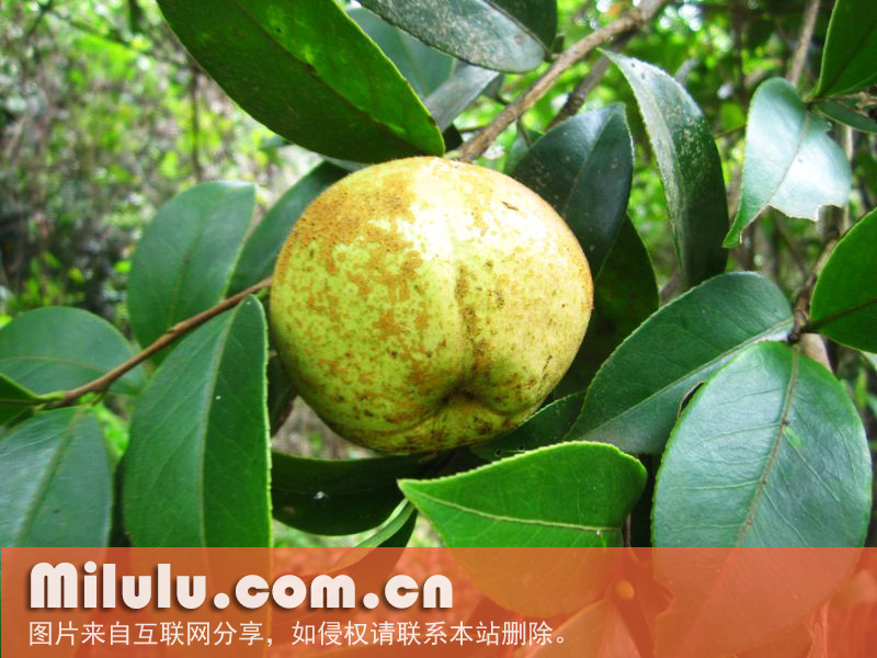 油茶的果实