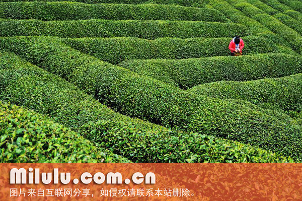 鸠坑茶图片