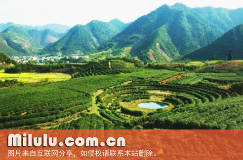 鸠坑茶图片