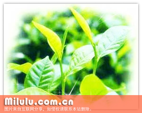 大叶种茶