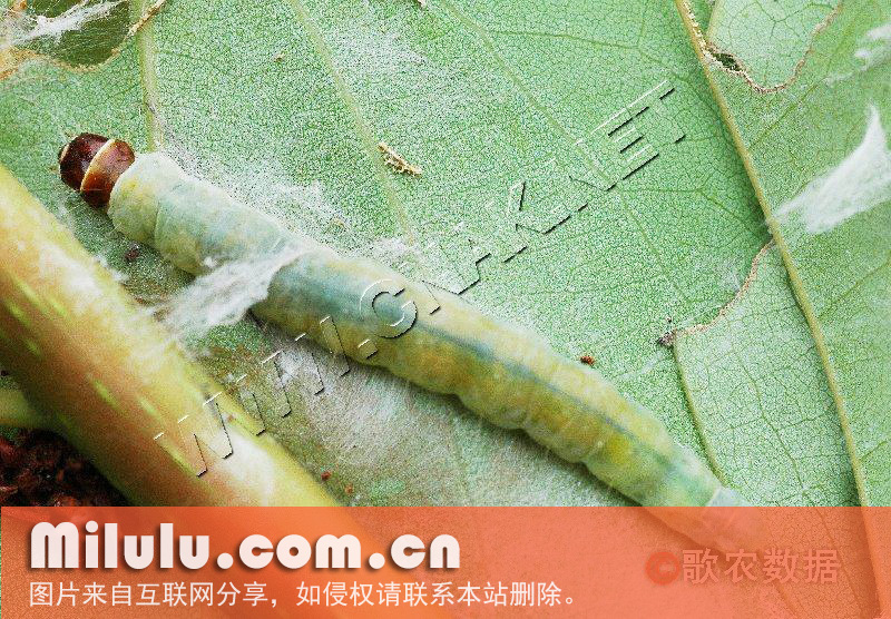 茶小卷叶蛾幼虫
