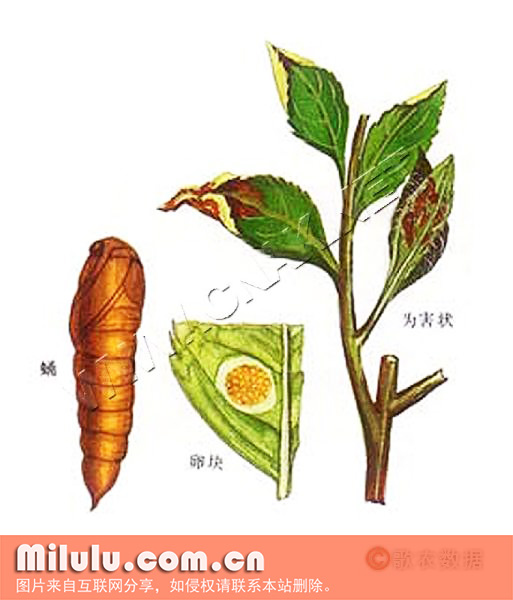 茶小卷叶蛾 形态