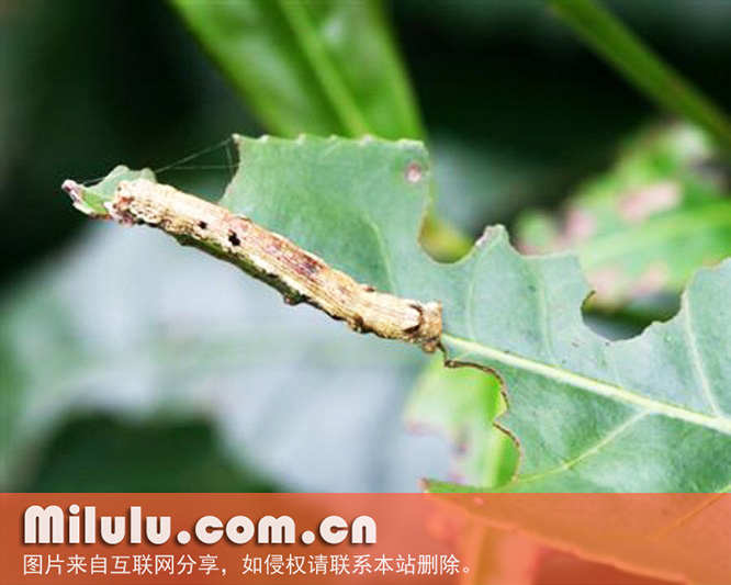 茶尺蠖