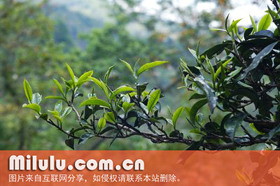 革登古茶山