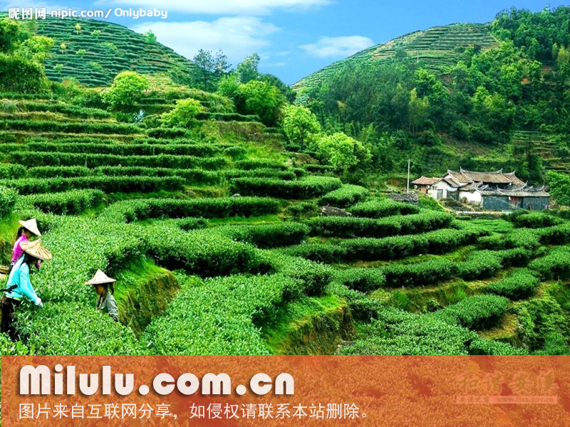 黄荆茶的概况