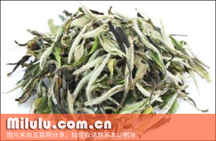 九龙大白茶图片