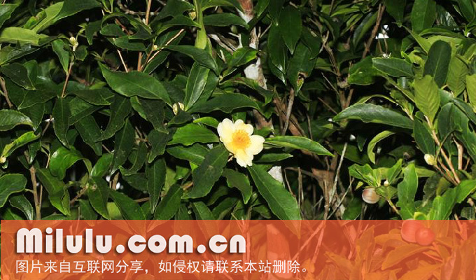 多瓣核果茶属