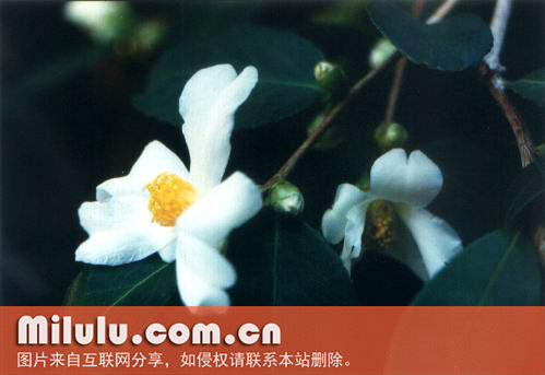 茶油