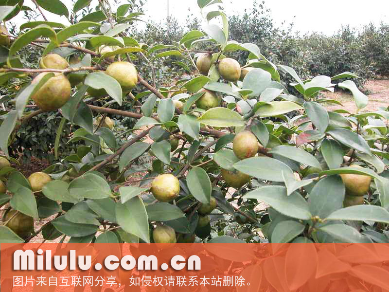 油茶
