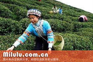 白雪茶要怎么样存放？