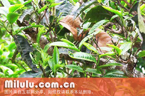 大树茶