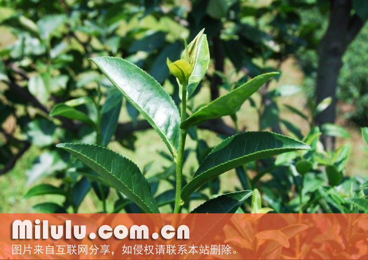 苔茶图片