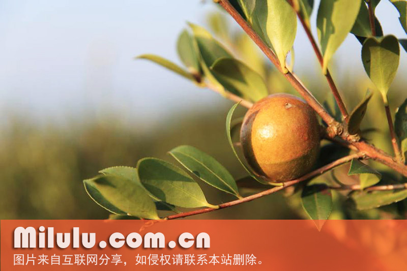 山茶油