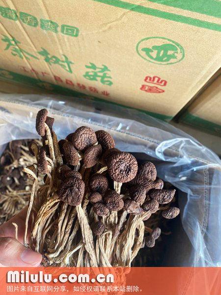 茶树菇