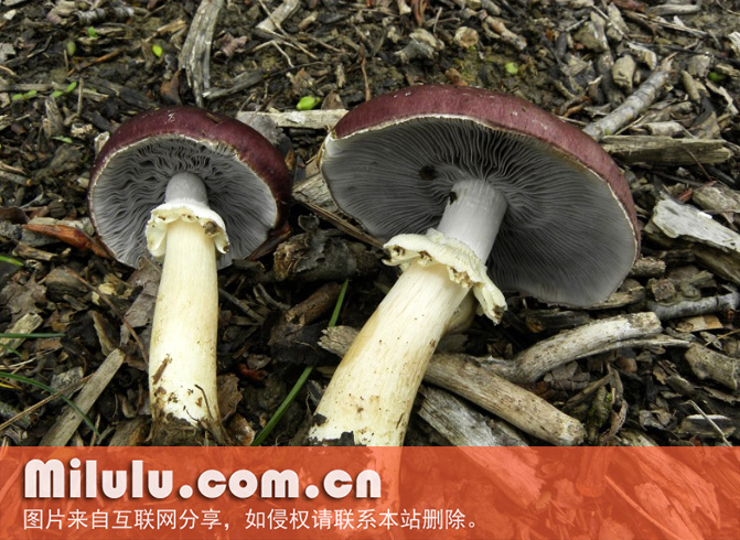 皱环球盖菇