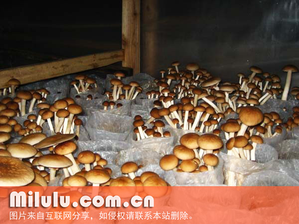 茶树菇