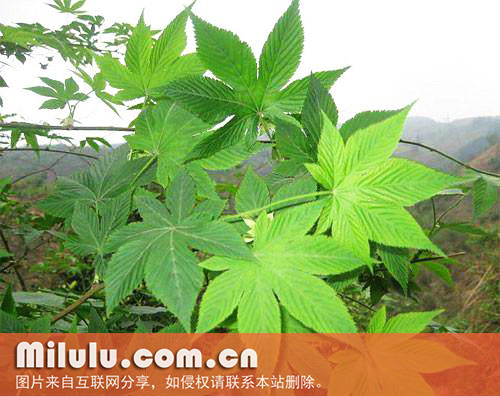甜茶的形态特征