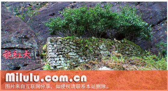 密云龙的冲泡方法