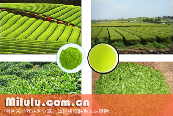 绿茶提取物