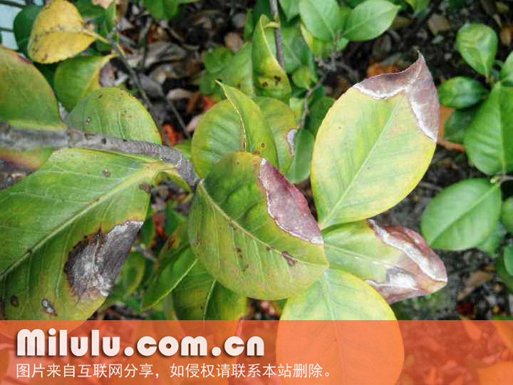 茶梅灰斑病