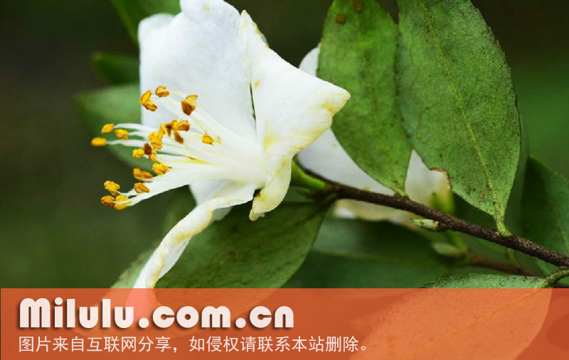 阿里山连蕊茶