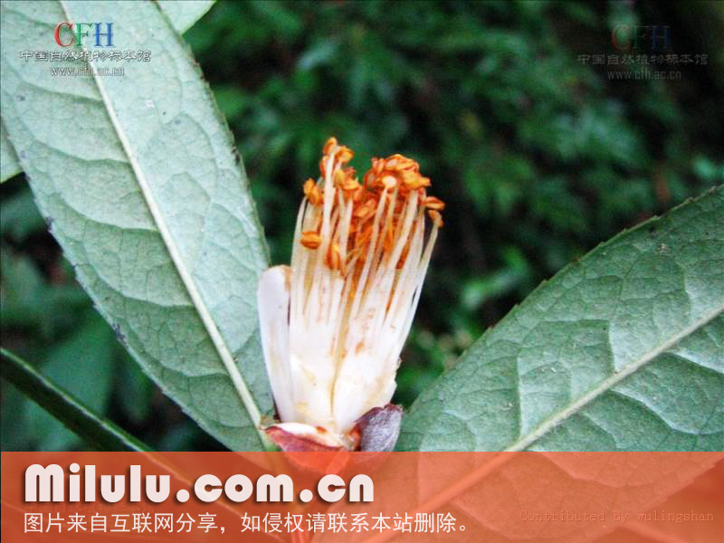 糙果茶