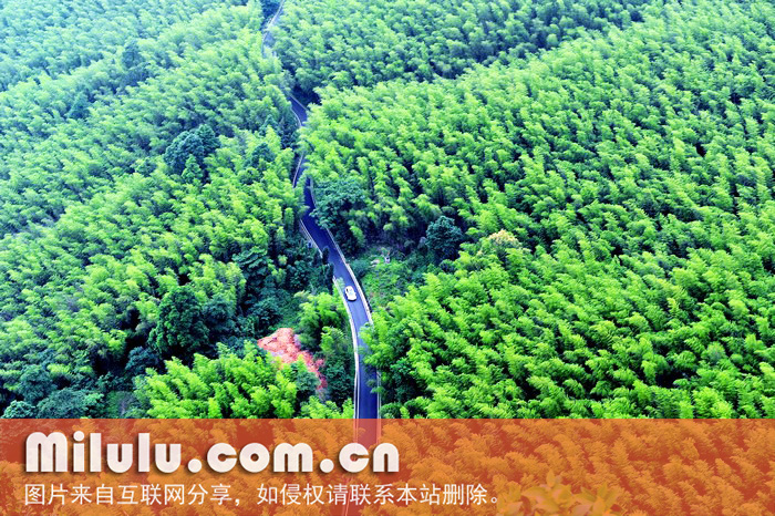 重庆茶山竹海国家森林公园