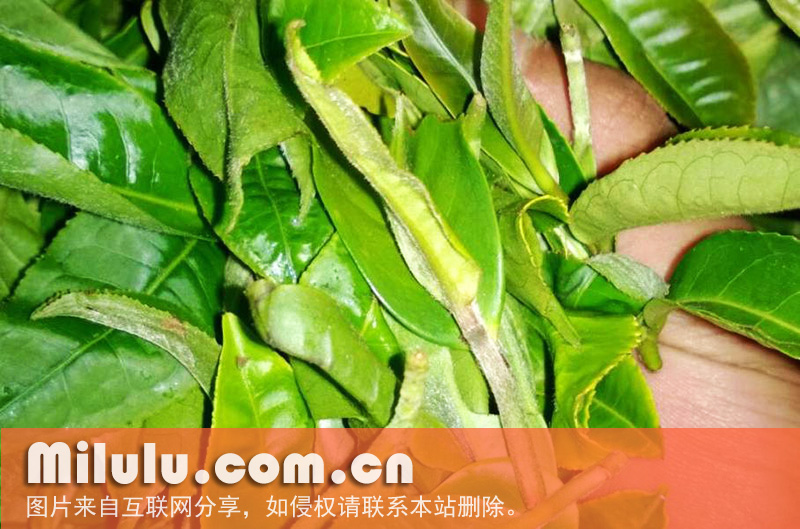 后生山茶亚属