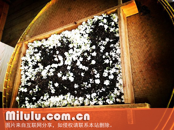 福州茉莉花茶