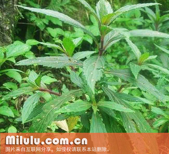 溪黄草