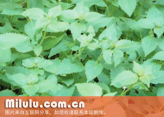 溪黄草