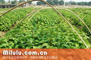 溪黄草
