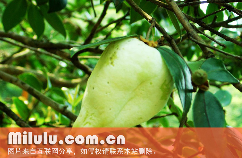 茶泡