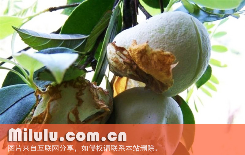 茶泡