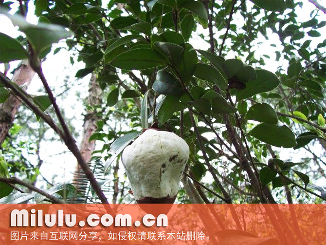 茶泡