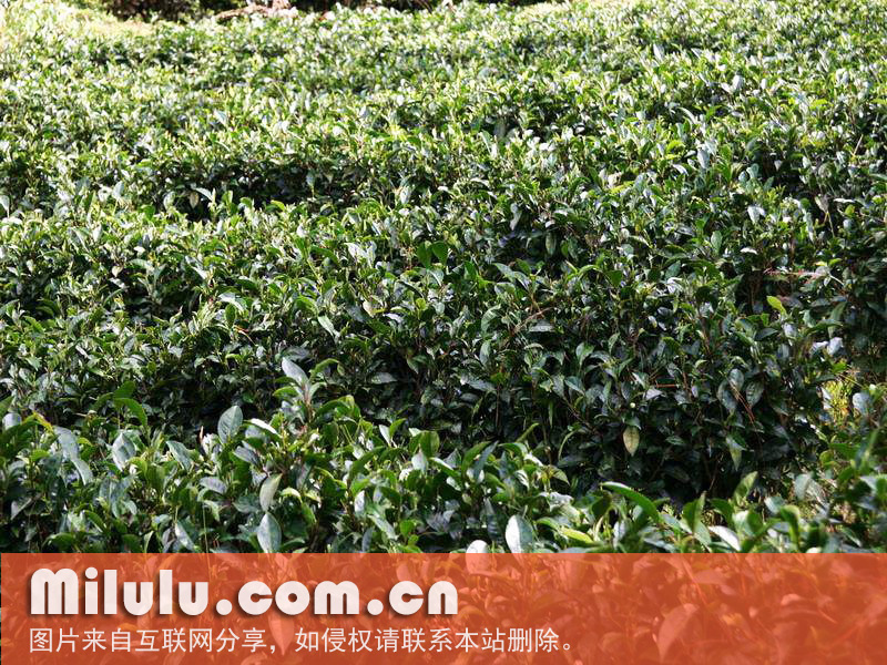 云南大叶茶图片