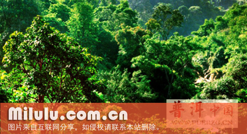 云南大叶种茶