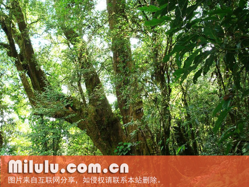 云南大叶种茶的有性系品种