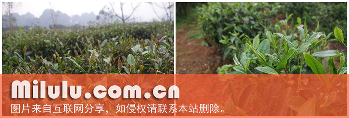 可可茶1、2号