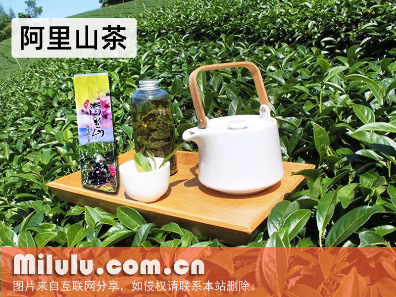 阿里山茶园